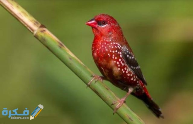 معلومات عن انواع العصافير IMG ٢٠٢٠٠٩١٩ ٠٠٢٩٤١