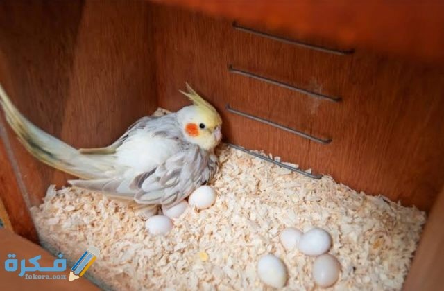 IMG ٢٠٢٠٠٩١٩ ٠٠٣٠١١