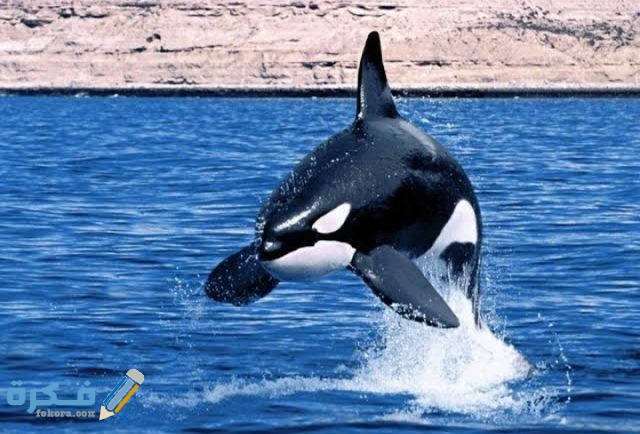 IMG ٢٠٢٠٠٩١٩ ٠٠٣١١٨