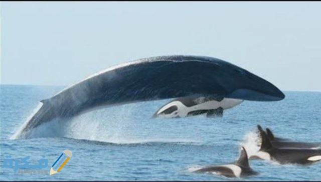 IMG ٢٠٢٠٠٩١٩ ٠٠٣١٣٦