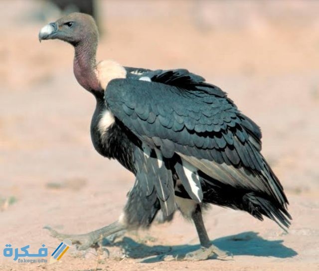 IMG ٢٠٢٠٠٩١٩ ٠٠٣٢١٦