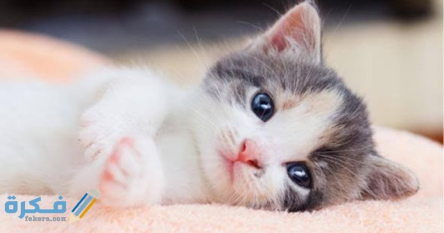 كيف أربي قطة صغيرة IMG ٢٠٢٠٠٩١٩ ١٤٥٢٠٧