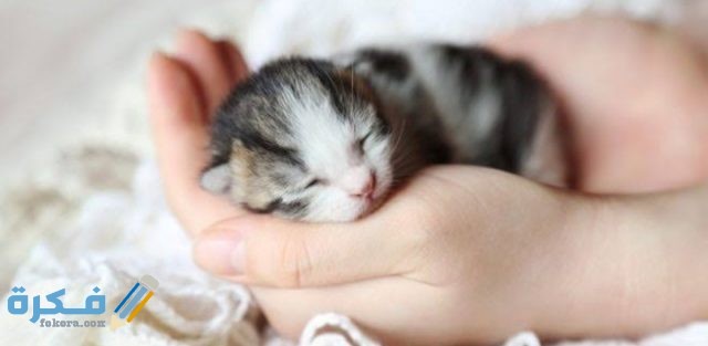 كيف أربي قطة صغيرة IMG ٢٠٢٠٠٩١٩ ١٤٥٢١٥