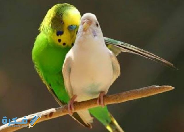 IMG ٢٠٢٠٠٩١٩ ١٤٥٤٣١