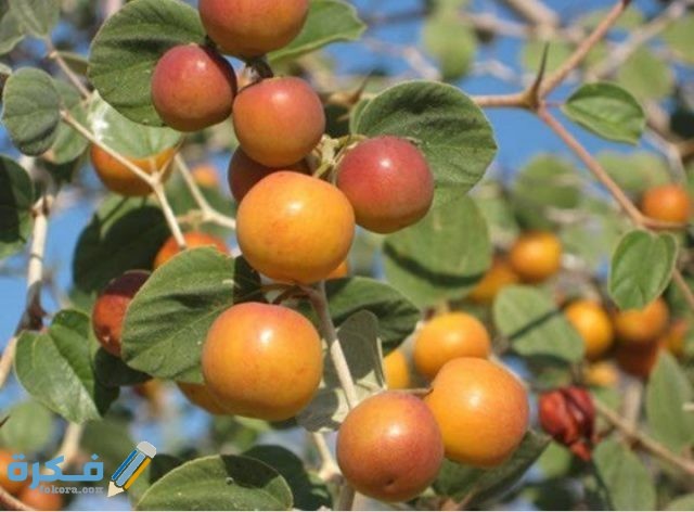 ماهو نبات السدر