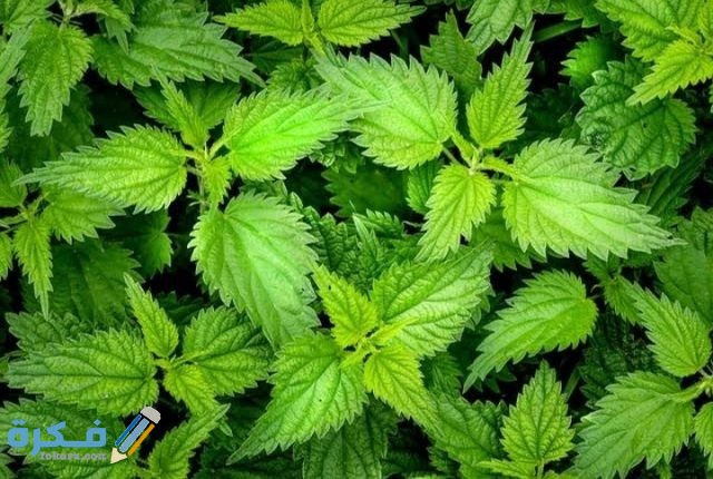 IMG ٢٠٢٠٠٩١٩ ٢٣٠٣٥٤