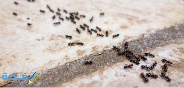 طريقة القضاء على النمل الصغير في البيت