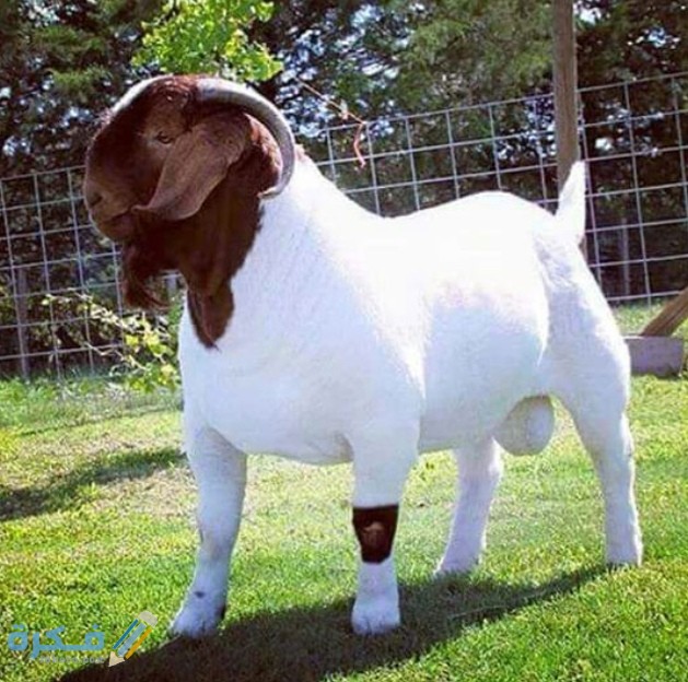 اين تباع ماعز البور في مصر ؟