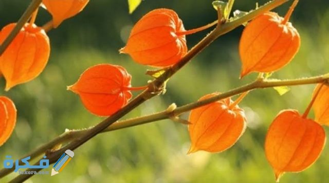 اين تباع الاشواجندا في مصر