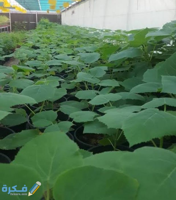 اين تباع شتلات الباولونيا في السعودية؟