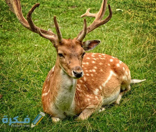 رمزيات غزلان روعه 2021 antler antler carrier fallow deer hirsch 1