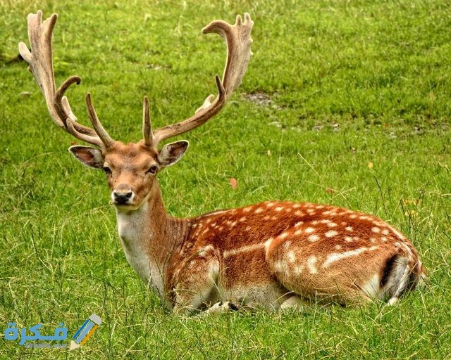 صور غزلان 2021 antler antler carrier fallow deer hirsch