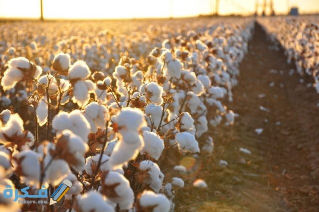 تفسير حلم القطن لابن سيرين cotton field 1100x730 1