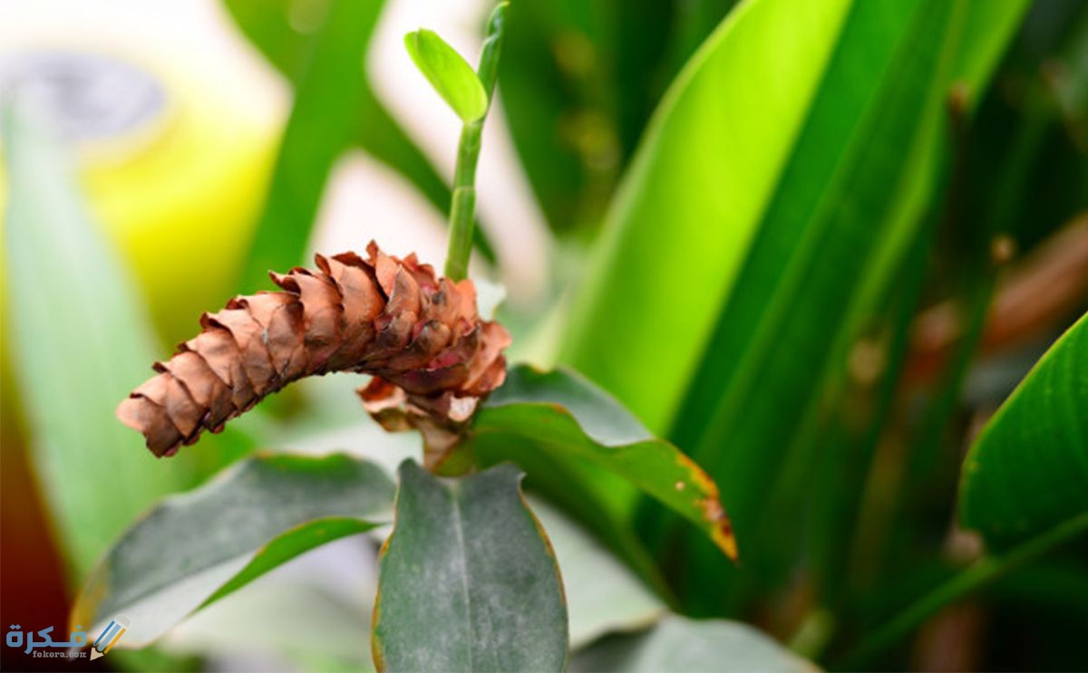 متى يبدأ مفعول القسط الهندي 9 متى يبدأ مفعول القسط الهندي