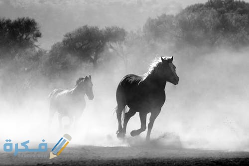 horse herd fog nature 52500