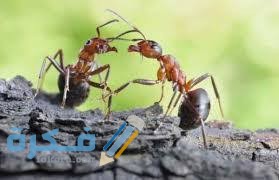 اسم زوج النملة اسم زوج النملة