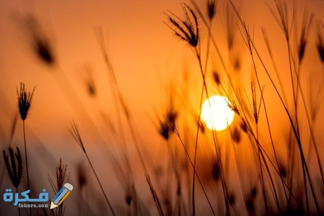 pexels darwis alwan 1454752