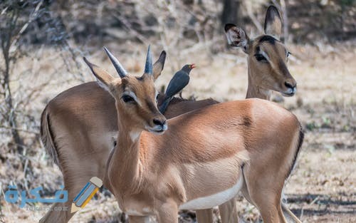 رمزيات غزلان روعه 2021 pexels photo 1034554