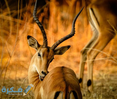 رمزيات غزلان روعه 2021 pexels photo 1109896