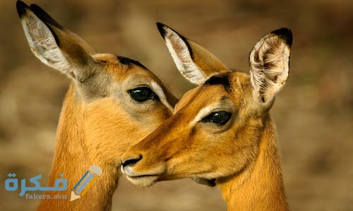 رمزيات غزلان روعه 2021 pexels photo 1109900