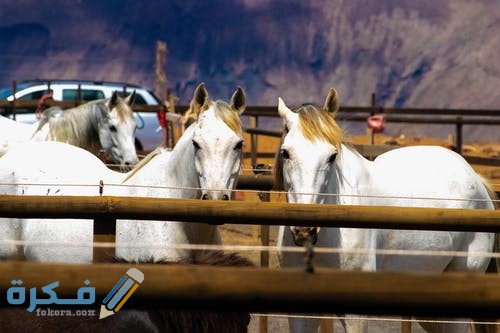 pexels photo 1131543