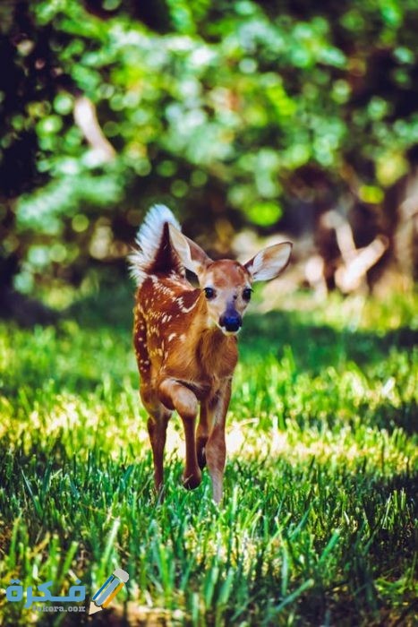 أجمل الصور للغزلان 2021 pexels photo 1249462