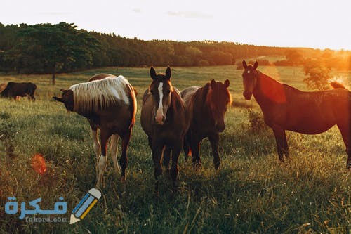 pexels photo 2050425