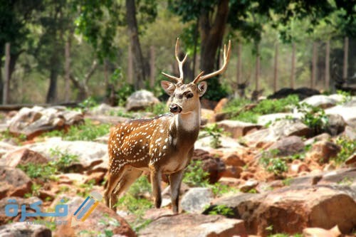 أجمل الصور للغزلان 2021 pexels photo 2382783