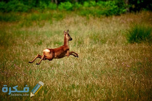 أجمل الصور للغزلان 2021 pexels photo 2570169