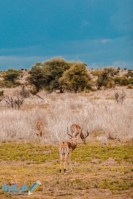 أجمل الصور للغزلان 2021 pexels photo 3566237