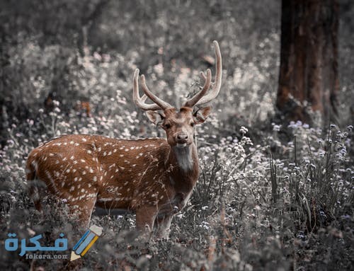 أجمل الصور للغزلان 2021 pexels photo 3704684