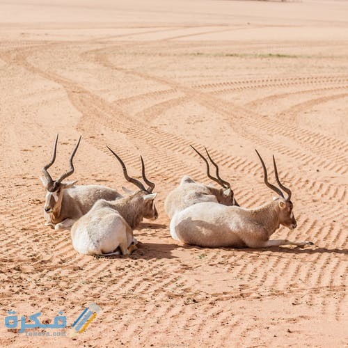 أجمل الصور للغزلان 2021 pexels photo 3712294