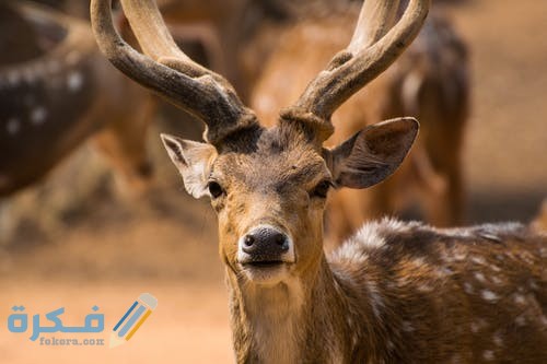 أجمل الصور للغزلان 2021 pexels photo 3807620