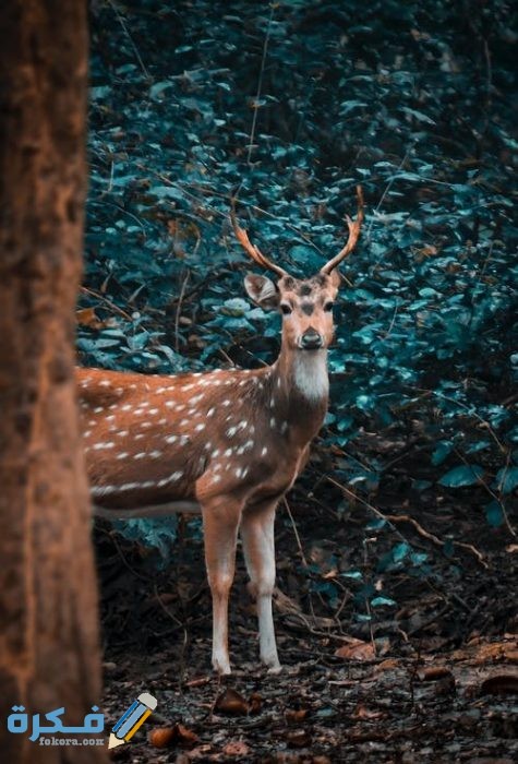 أجمل الصور للغزلان 2021 pexels photo 3817405