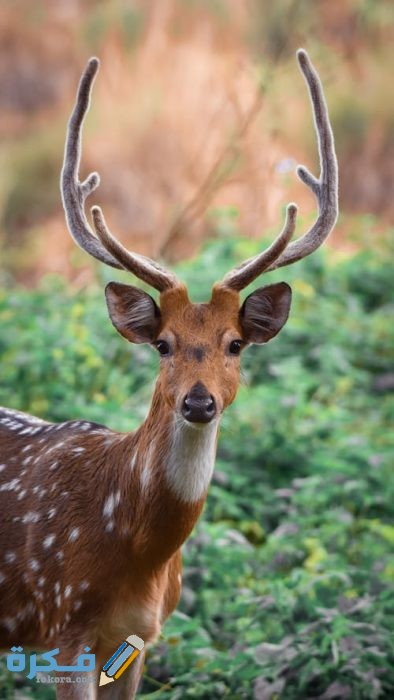 أجمل الصور للغزلان 2021 pexels photo 3874511