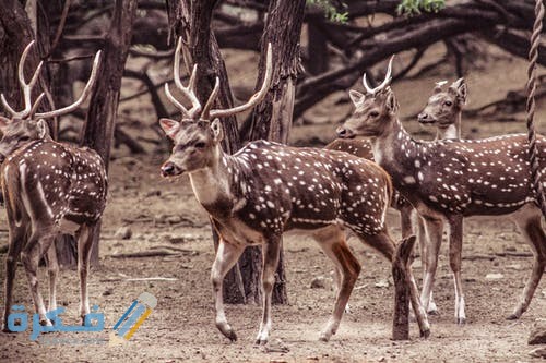 صور غزلان 2021 pexels photo 3987418