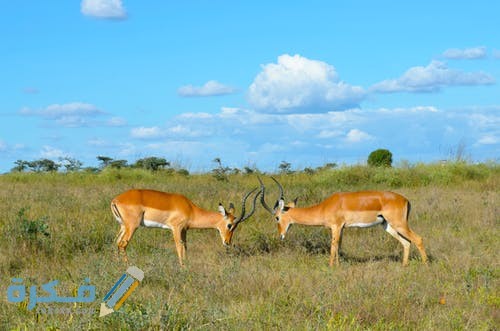 صور غزلان 2021 pexels photo 3992510