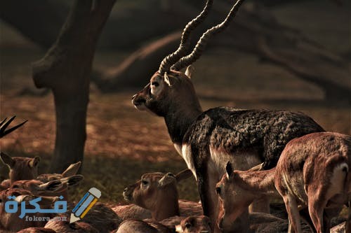 صور غزلان 2021 pexels photo 3996823