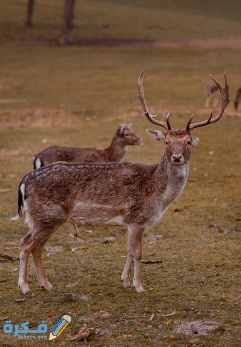 صور غزلان 2021 pexels photo 4074167