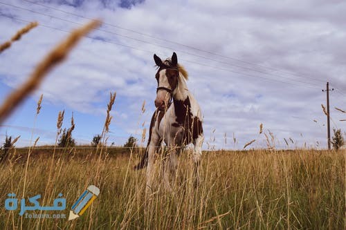 pexels photo 4101752