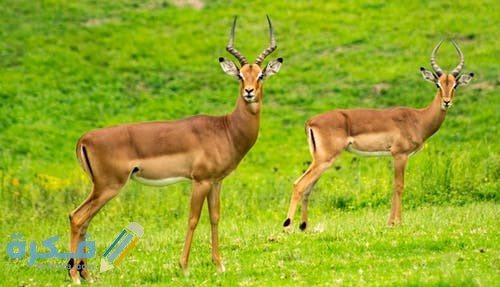 خلفيات غزلان جميلة pexels photo 535431