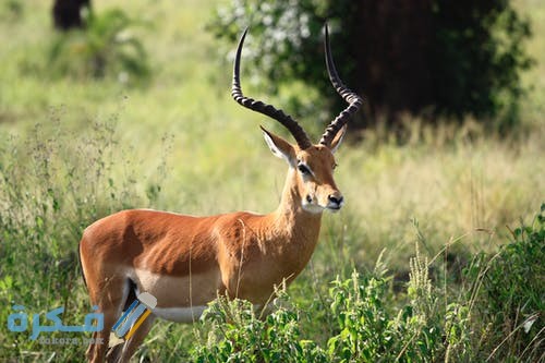 خلفيات غزلان جميلة pexels photo 672706