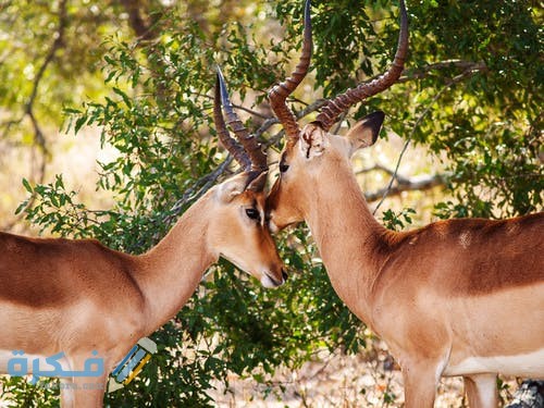 خلفيات غزلان جميلة pexels photo 704320 1