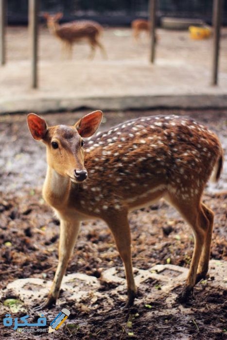 خلفيات غزلان جميلة pexels photo 704454 1