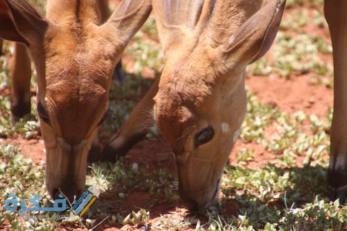 أجمل أنواع الغزلان pexels photo 789641