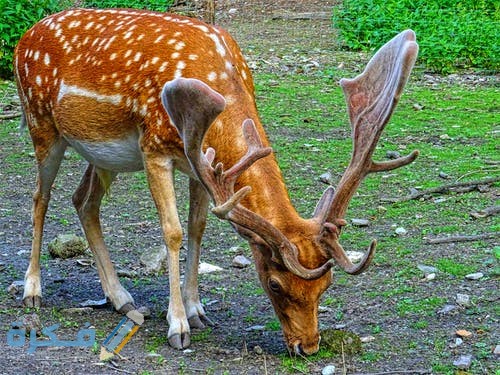 رمزيات غزلان روعه 2021 pexels photo 833418