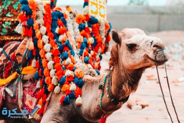 pexels talha r 2525315