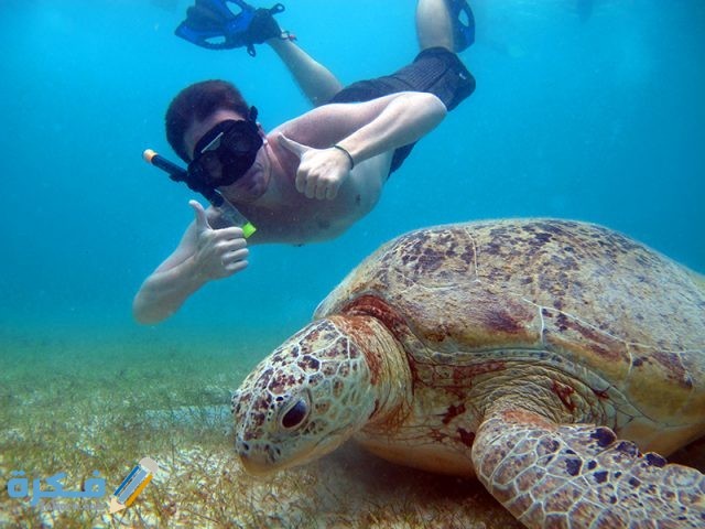 الغوص في جزر برهنتيان الغوص 1