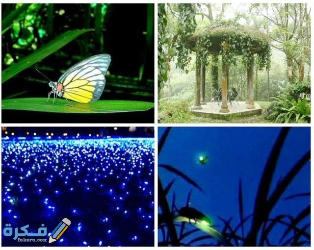 حديقة الفراشات المضيئة 1