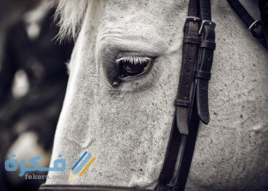 حصان ابيض يشعر بالحزن 388x276 1